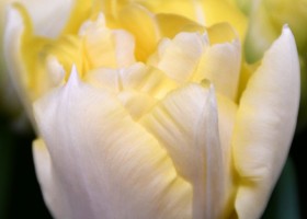 Tulipa Verona (4)